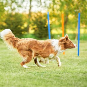 Brown chocolate Border Collie dog training in the garden