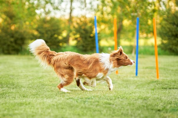 Brown chocolate Border Collie dog training in the garden