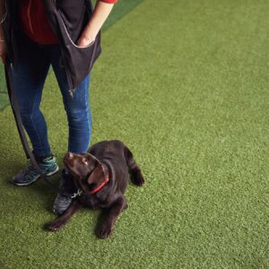 Puppy staring up at the instructor during the training session