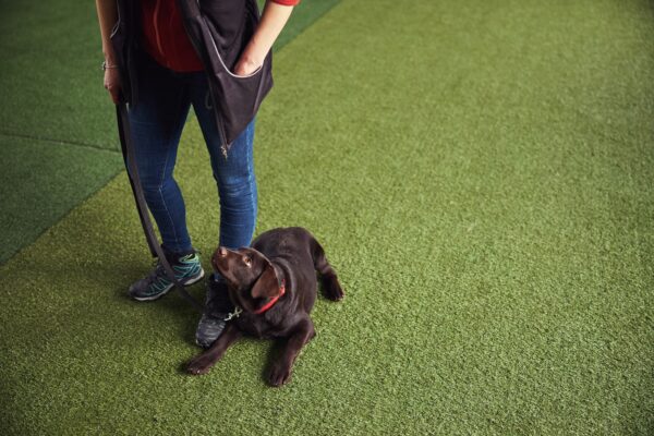 Puppy staring up at the instructor during the training session